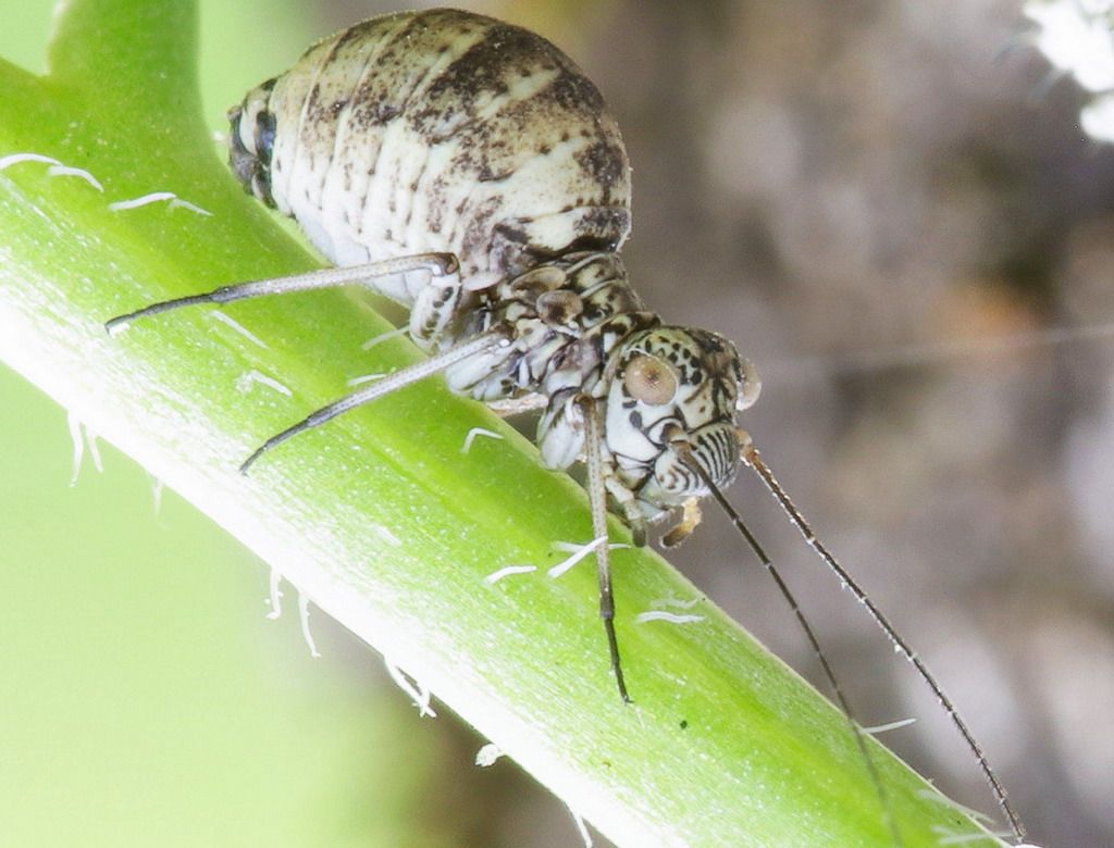 Ortottero somigliante ad un ragno? no, Psocottero, forse Mesopsocus sp.